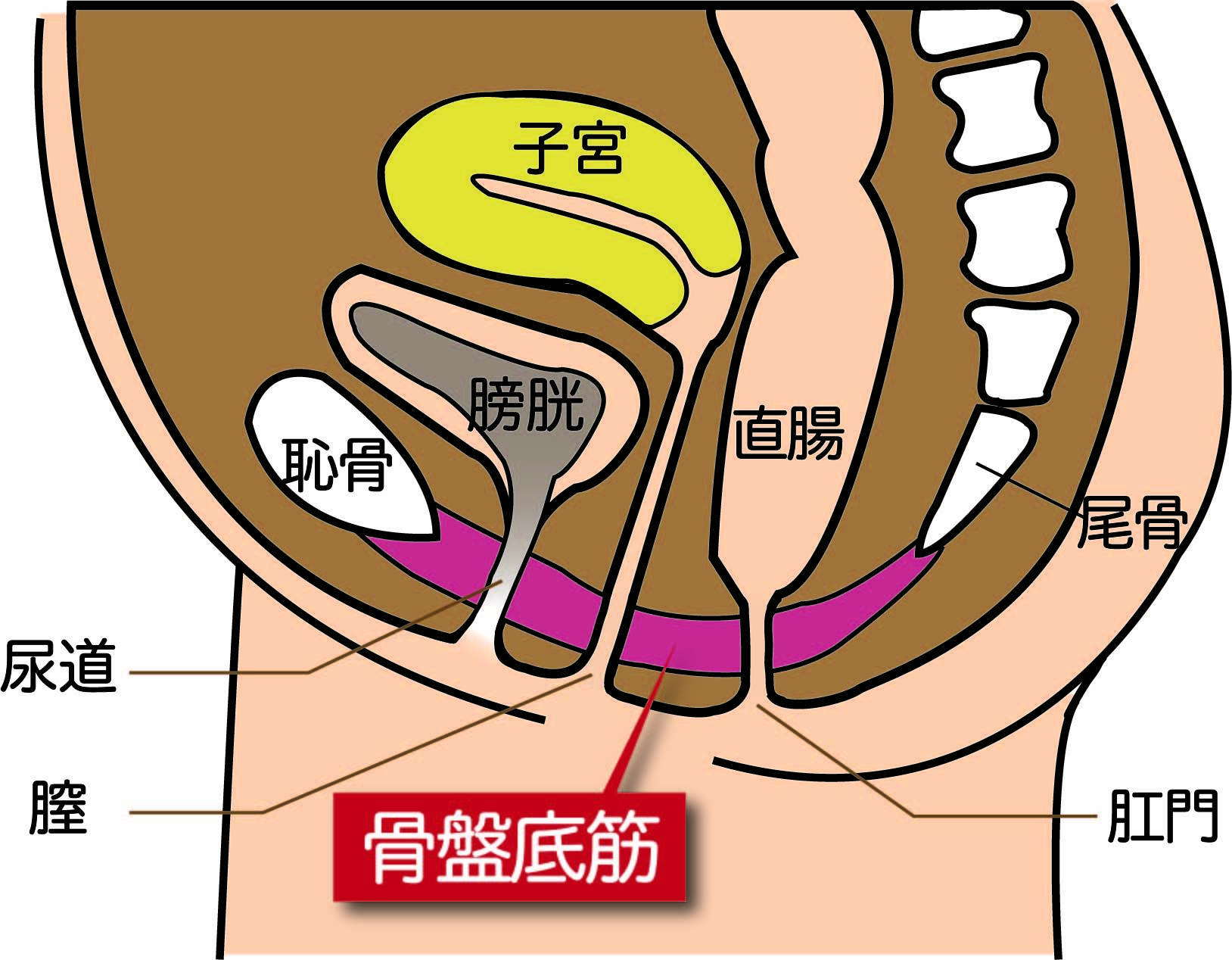 骨盤底筋と便秘の関係って 運動で解消できるもの ジョコネ クラブ